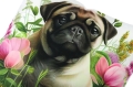 POSZ 45x45 CY0086 P3.JPG